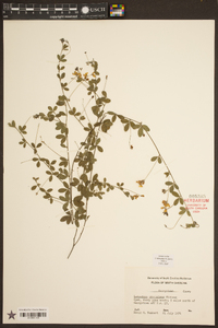 Lespedeza procumbens image