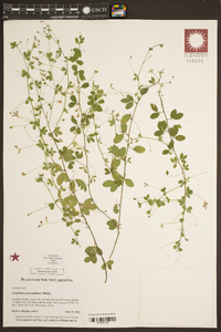 Lespedeza procumbens image