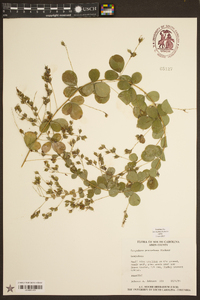 Lespedeza procumbens image