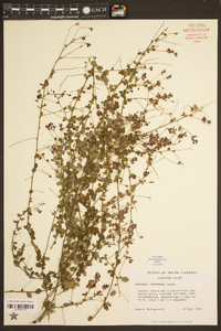 Lespedeza procumbens image