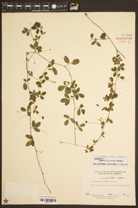 Lespedeza procumbens image