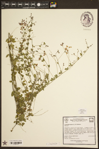 Lespedeza repens image