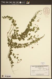 Lespedeza repens image