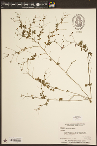 Lespedeza repens image