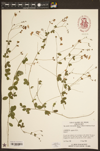 Lespedeza repens image