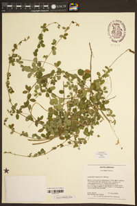 Lespedeza repens image