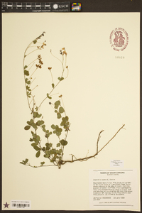 Lespedeza repens image