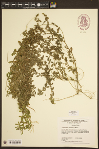 Lespedeza repens image