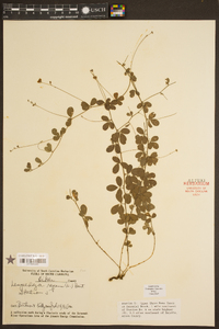 Lespedeza repens image