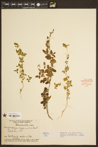 Lespedeza repens image