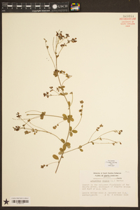 Lespedeza repens image