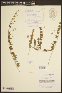 Lespedeza repens image