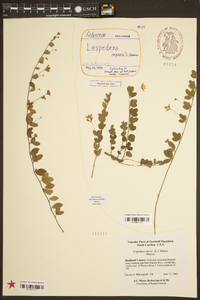 Lespedeza repens image