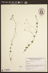 Lespedeza repens image