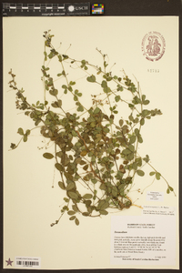 Lespedeza repens image