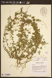 Lespedeza repens image