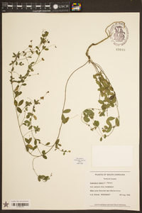 Lespedeza repens image