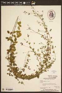 Lespedeza repens image