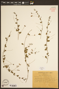 Lespedeza repens image