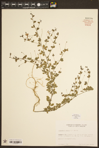 Lespedeza repens image