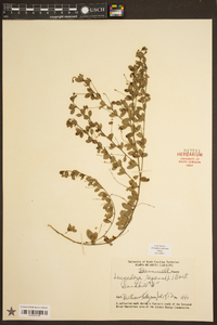 Lespedeza repens image