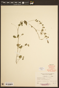 Lespedeza repens image