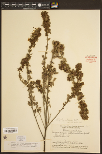 Lespedeza stuevei image