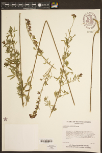 Lespedeza stuevei image