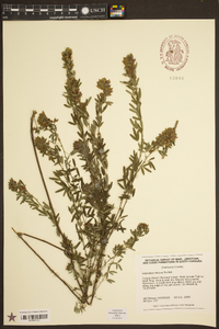 Lespedeza stuevei image