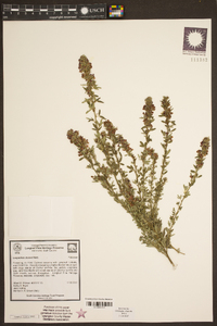 Lespedeza stuevei image