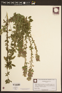 Lespedeza stuevei image