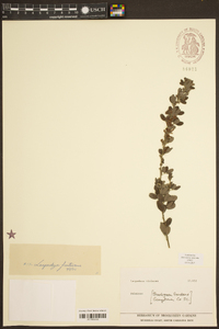 Lespedeza violacea image