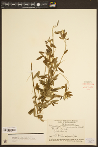 Lespedeza virginica image