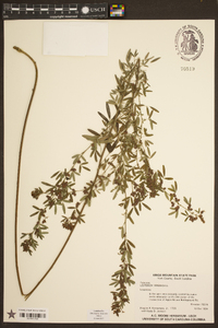 Lespedeza virginica image