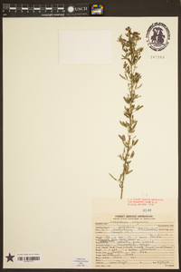 Lespedeza virginica image