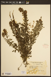 Lespedeza virginica image