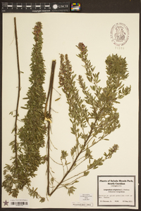 Lespedeza virginica image