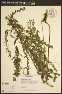 Lespedeza virginica image