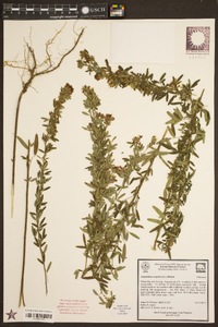 Lespedeza virginica image