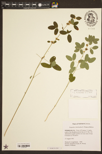 Lespedeza violacea image