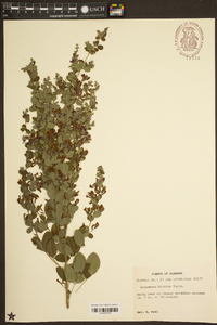 Lespedeza bicolor image