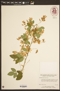 Lespedeza bicolor image