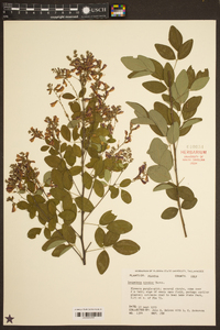 Lespedeza bicolor image