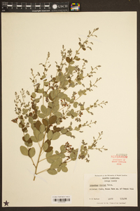 Lespedeza bicolor image