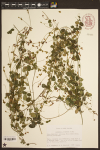 Lespedeza procumbens image