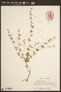 Lespedeza repens image