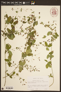 Lespedeza repens image