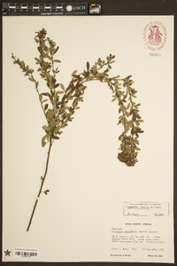 Lespedeza violacea image