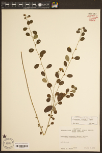 Lespedeza violacea image