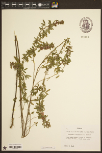 Lespedeza virginica image